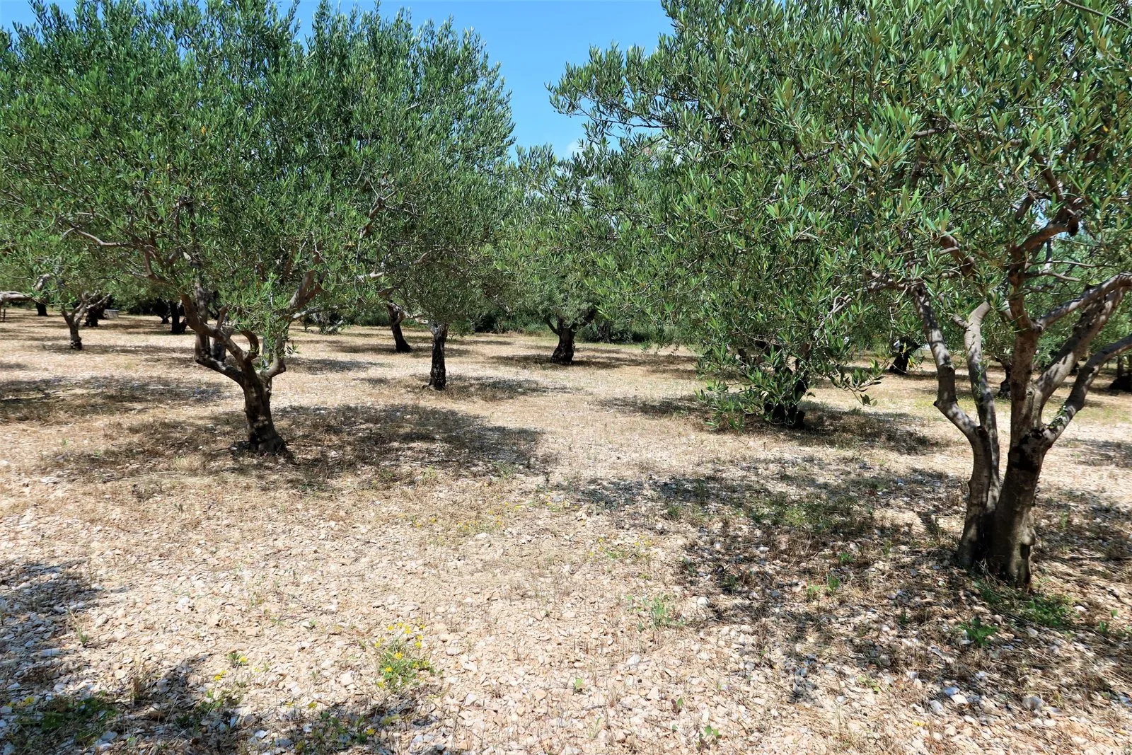 Kuća za odmor Olive Oasis